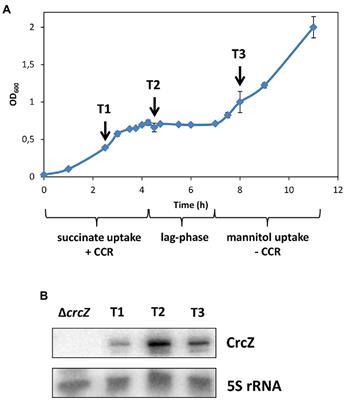 Rewiring of Gene Expression in Pseudomonas aeruginosa During Diauxic Growth Reveals an Indirect Regulation of the MexGHI-OpmD Efflux Pump by Hfq